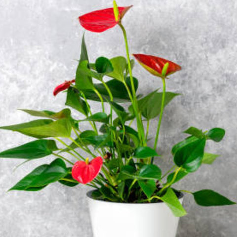 Red Heart Anthurium (Anthurium Andraeanum) - Bird of ParadiseUSA - 3 Gallon