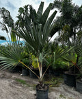 Red Latan Palm (Latania borbonica) - Bird of Paradise USA - 15 Gallon