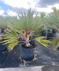 Red Latan Palm (Latania borbonica) - Bird of Paradise USA - 3 Gallon