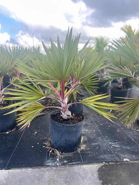 Red Latan Palm (Latania borbonica) - Bird of Paradise USA - 3 Gallon