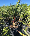 Red Latan Palm (Latania borbonica) - Bird of Paradise USA - 7 Gallon