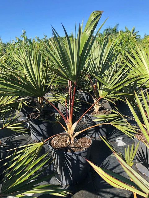 Red Latan Palm (Latania borbonica) - Bird of Paradise USA - 7 Gallon