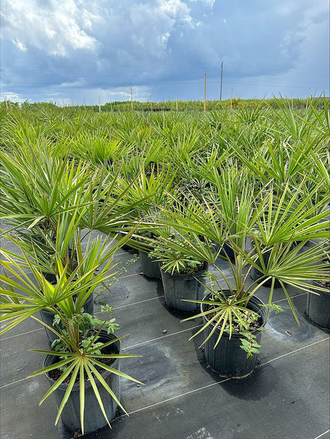 Ribbon Palm (Livistona Decipiens) - Bird of Paradise USA - 3 Gallon