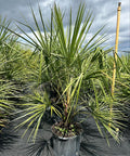 Ribbon Palm (Livistona Decipiens) - Bird of Paradise USA - 7 Gallon