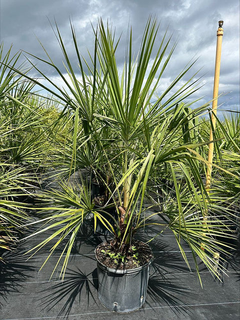 Ribbon Palm (Livistona Decipiens) - Bird of Paradise USA - 7 Gallon