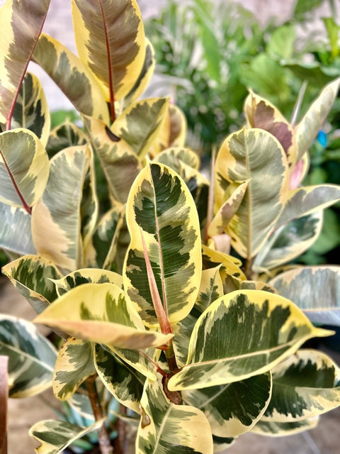 yellow rubber tree plant Rubber Plant for Sale