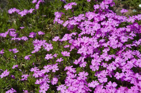 Ruellia Dwarf Purple (Ruellia brittoniana) - Bird of ParadiseUSA - Medium 8-12"