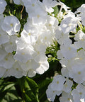 Ruellia Dwarf White (Ruellia brittoniana) - Bird of ParadiseUSA - Medium 8-12"