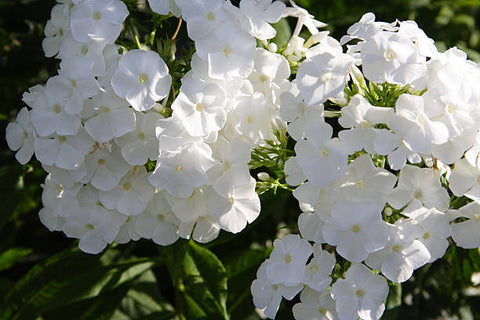 Ruellia Dwarf White (Ruellia brittoniana) - Bird of ParadiseUSA - Medium 8-12"
