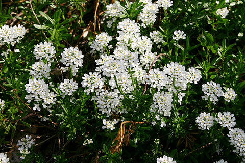 Ruellia Dwarf White (Ruellia brittoniana) - Bird of ParadiseUSA - Medium 8-12"