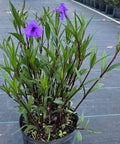 Ruellia Purple Shower (Ruellia brittoniana 'Purple Showers') - Bird of ParadiseUSA - 3 Gallon