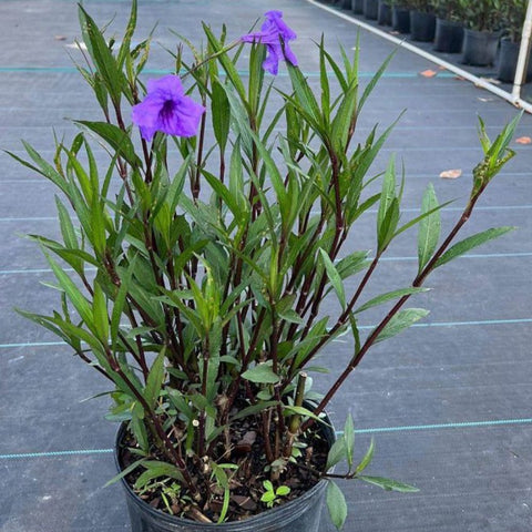 Ruellia Purple Shower (Ruellia brittoniana 'Purple Showers') - Bird of ParadiseUSA - 3 Gallon