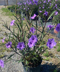 Ruellia Purple Shower (Ruellia brittoniana 'Purple Showers') - Bird of ParadiseUSA - 3 Gallon
