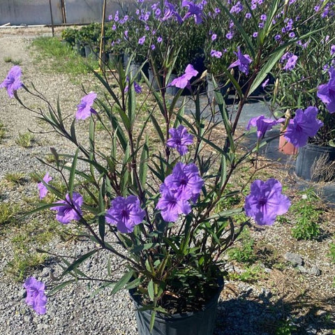 Ruellia Purple Shower (Ruellia brittoniana 'Purple Showers') - Bird of ParadiseUSA - 3 Gallon