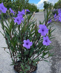 Ruellia Purple Shower (Ruellia brittoniana 'Purple Showers') - Bird of ParadiseUSA - 3 Gallon