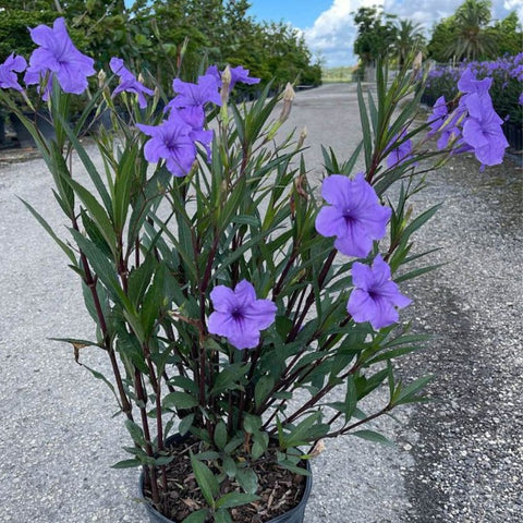Ruellia Purple Shower (Ruellia brittoniana 'Purple Showers') - Bird of ParadiseUSA - 3 Gallon