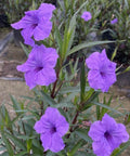 Ruellia Purple Shower (Ruellia brittoniana 'Purple Showers') - Bird of ParadiseUSA - 3 Gallon