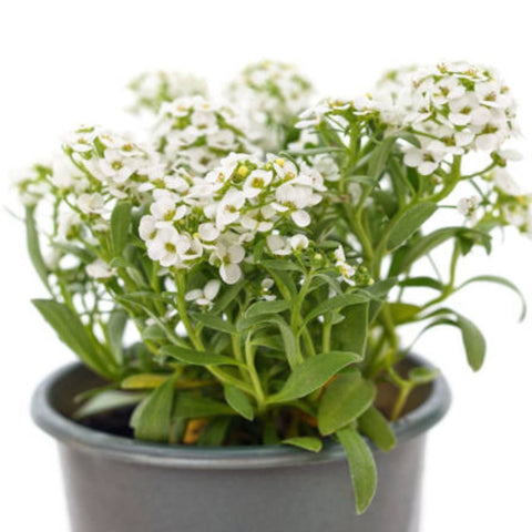 Ruellia White Shower (Ruellia brittoniana 'White Showers') - Bird of ParadiseUSA - 3 Gallon