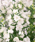 Ruellia White Shower (Ruellia brittoniana 'White Showers') - Bird of ParadiseUSA - 3 Gallon