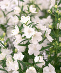 Ruellia White Shower (Ruellia brittoniana 'White Showers') - Bird of ParadiseUSA - 3 Gallon