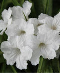 Ruellia White Shower (Ruellia brittoniana 'White Showers') - Bird of ParadiseUSA - 3 Gallon
