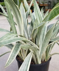 Sansevieria Sayuri (Sansevieria Trifasciata 'Sayuri') - Bird of ParadiseUSA - 3 Gallon