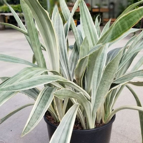Sansevieria Sayuri (Sansevieria Trifasciata 'Sayuri') - Bird of ParadiseUSA - 3 Gallon