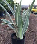 Sansevieria Sayuri (Sansevieria Trifasciata 'Sayuri') - Bird of ParadiseUSA - 3 Gallon