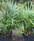 Saw Palmetto Green (Serenoa Repens) - Bird of ParadiseUSA - 2-3.5 feet