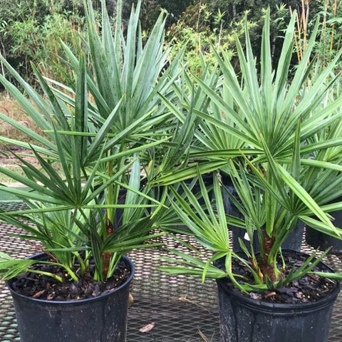 Saw Palmetto Green (Serenoa Repens) - Bird of ParadiseUSA - 2-3.5 feet