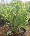 Saw Palmetto Green (Serenoa Repens) - Bird of ParadiseUSA - 3.5-5 feet