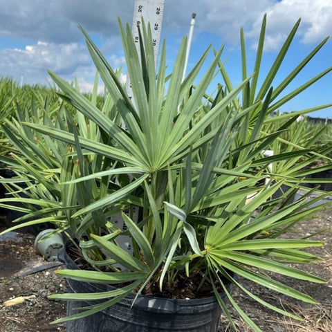 Saw Palmetto Green (Serenoa Repens) - Bird of ParadiseUSA - 5-6 feet