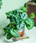 Scindapsus Silver Satin HB (Scindapsus pictus 'Argyraeus') - Bird of ParadiseUSA - 1 Gallon