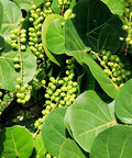 Sea Grape Bush (Coccoloba uvifera) - Bird of ParadiseUSA - Medium 18"