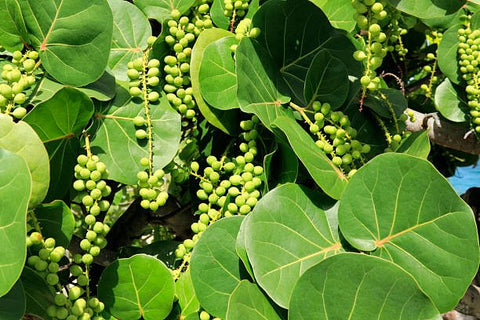 Sea Grape Bush (Coccoloba uvifera) - Bird of ParadiseUSA - Medium 18"