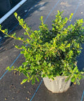 Serissa Cotton Easter (Serissa Japonica) - Bird of ParadiseUSA - 3 Gallon