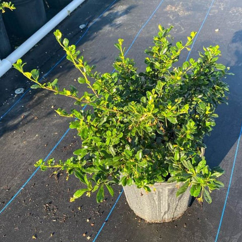 Serissa Cotton Easter (Serissa Japonica) - Bird of ParadiseUSA - 3 Gallon