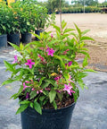 Shooting Star (Clerodendrum Quadriloculare) - Bird of ParadiseUSA - 3 Gallon