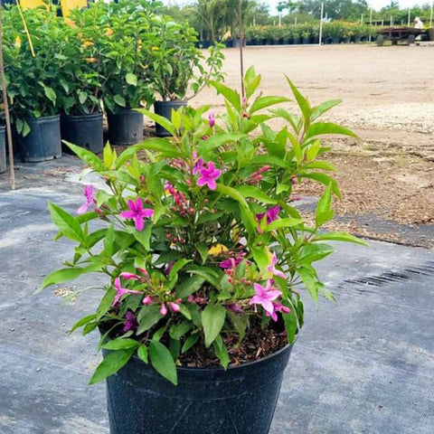 Shooting Star (Clerodendrum Quadriloculare) - Bird of ParadiseUSA - 3 Gallon