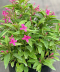 Shooting Star (Clerodendrum Quadriloculare) - Bird of ParadiseUSA - 3 Gallon