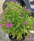 Shooting Star (Clerodendrum Quadriloculare) - Bird of ParadiseUSA - 3 Gallon