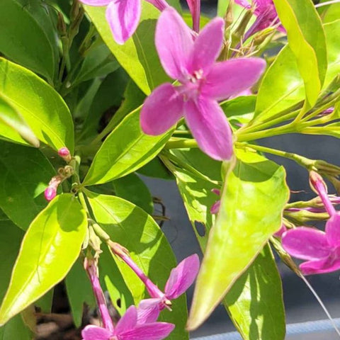 Shooting Star (Clerodendrum Quadriloculare) - Bird of ParadiseUSA - 3 Gallon