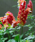 Shrimp Plant Bush 'Red' (Justicia Brandegeeana) - Bird of ParadiseUSA - 3 Gallon