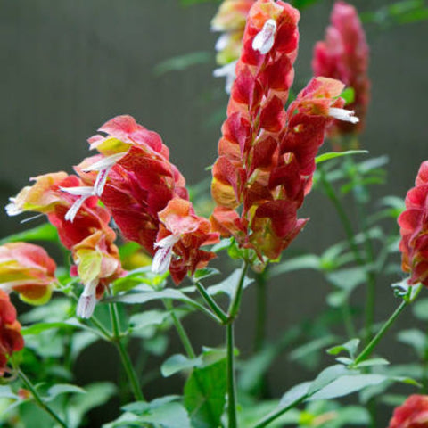 Shrimp Plant Bush 'Red' (Justicia Brandegeeana) - Bird of ParadiseUSA - 3 Gallon