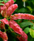 Shrimp Plant Bush 'Red' (Justicia Brandegeeana) - Bird of ParadiseUSA - 3 Gallon