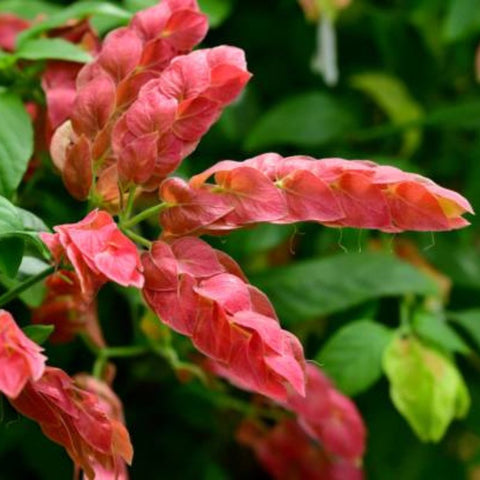 Shrimp Plant Bush 'Red' (Justicia Brandegeeana) - Bird of ParadiseUSA - 3 Gallon