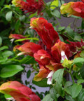Shrimp Plant Bush 'Red' (Justicia Brandegeeana) - Bird of ParadiseUSA - 3 Gallon