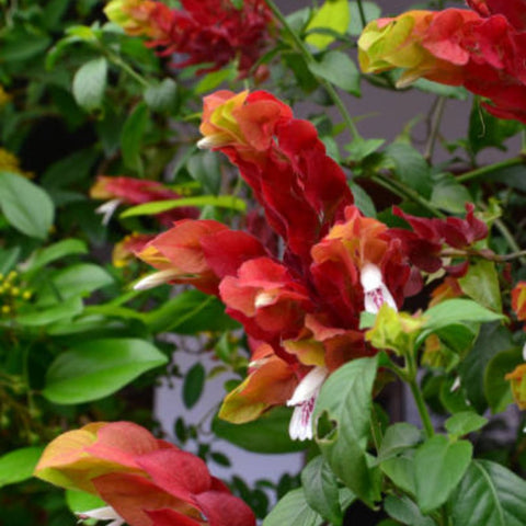 Shrimp Plant Bush 'Red' (Justicia Brandegeeana) - Bird of ParadiseUSA - 3 Gallon