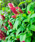 Shrimp Plant Bush 'Red' (Justicia Brandegeeana) - Bird of ParadiseUSA - 3 Gallon