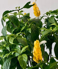 Shrimp Plant Bush 'Yellow' (Justicia Brandegeeana) - Bird of ParadiseUSA - 3 Gallon